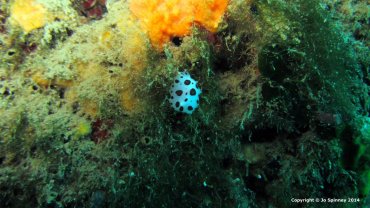 Dotted Sea Slug