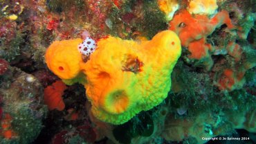 Dotted Sea Slug