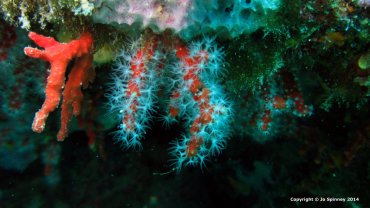 Baby Orange Coral