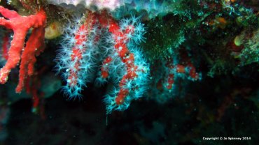 Baby Orange Coral