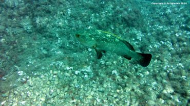 Grouper