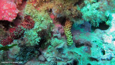 Baby Sea Cucumber