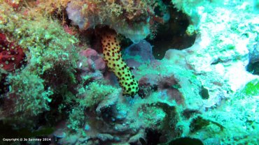 Baby Sea Cucumber