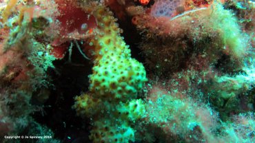 Soft Coral