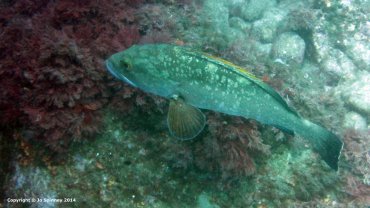 Grouper