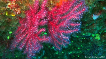 Beautiful Red Soft Coral