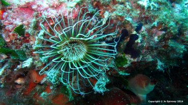 Feather Tube Worm