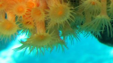 Yellow Encrusting Anemone