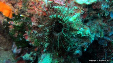 Feather Tube Worm