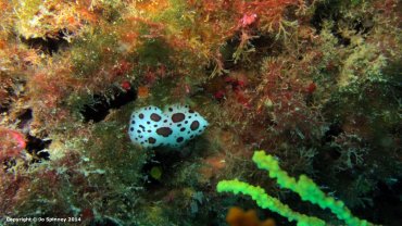 Dotted Sea Slug