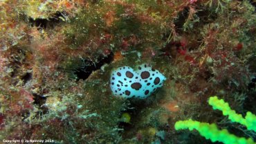 Dotted Sea Slug