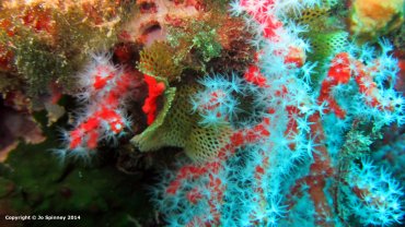 Growing Soft Red Coral