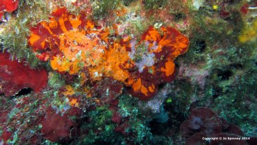 Encrusting sponge