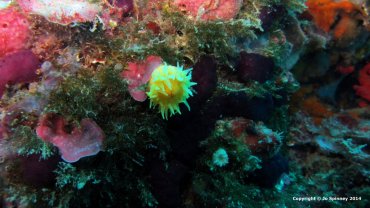 Sunset Cup Coral