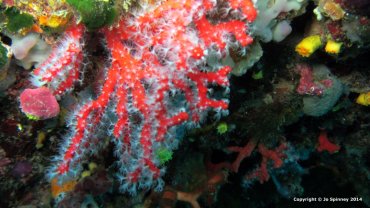 Red Soft Coral