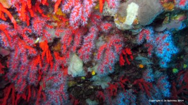 Baby Soft coral