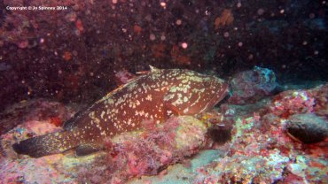 A Very Large Grouper