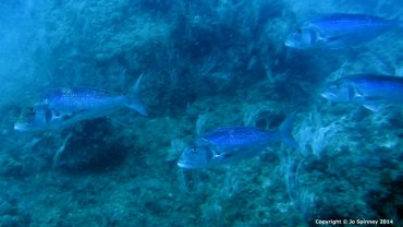 Giant Bream