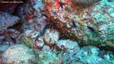 Moray's Tail
