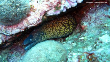 Moray's Head