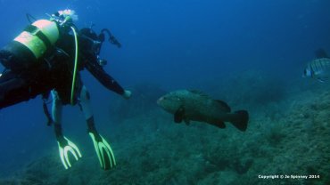 Dive Guide With a Grouper