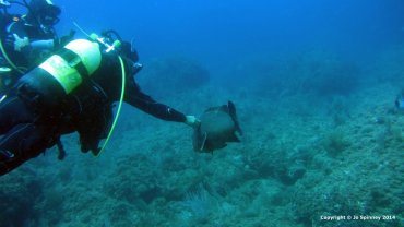 Giant Grouper
