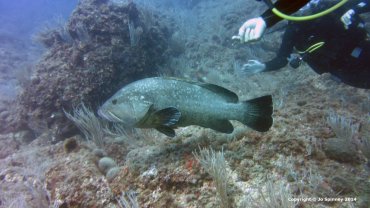 Giant Grouper
