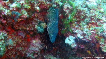 Moray Eel