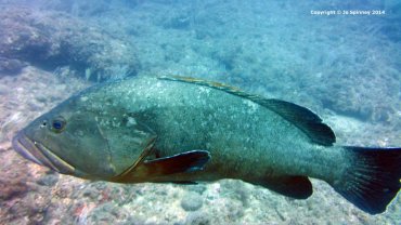 Giant Grouper