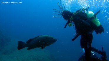 Giant Grouper