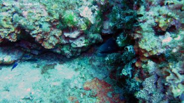 Moray Eel
