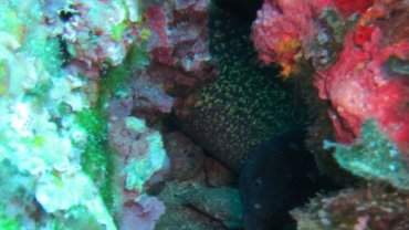 Moray Eel