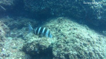 Zebra Sea Bream