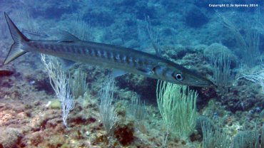 Barracuda