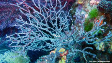 Purple Coral