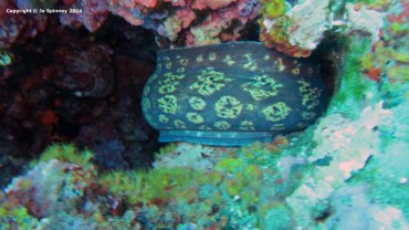 Bendy Moray Eel