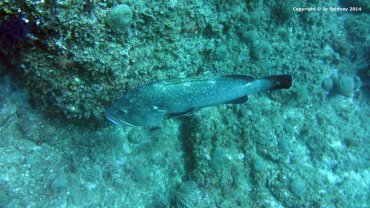 Big Grouper