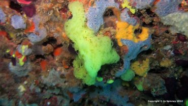 Yellow Sponge