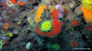 Sunset Cup Coral