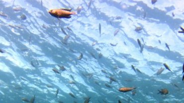 Reef Fish