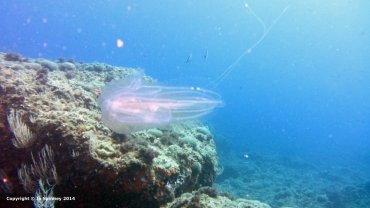 See Through Jelly Fish
