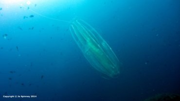 See Through Jelly Fish