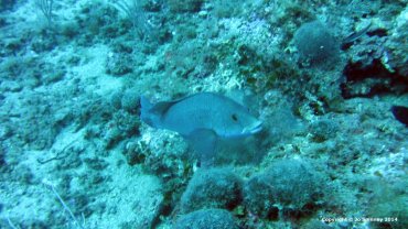 Might be a Grouper