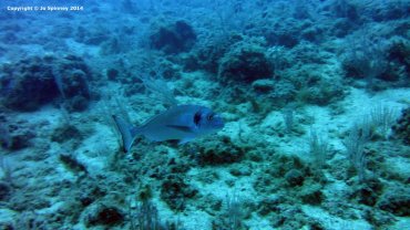 Gilt-head Sea Bream