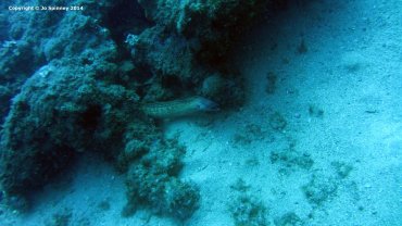 Moray Eel