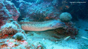 Moray Eel