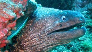 Close Up of a Moray Eel