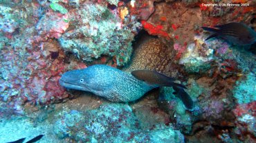 Moray Eel
