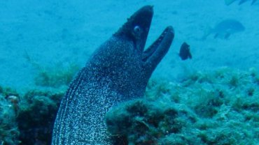 Moray Eel