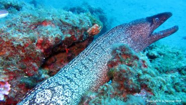 Moray Eel